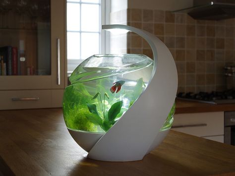 Avo. The stylish self-cleaning fish tank by Susan Shelley / Noux — Kickstarter Self Cleaning Fish Tank, Moving Bed, Aquarium Mini, Tropical Fish Tanks, Aquarium Terrarium, Cleaning Fish, Aquarium Design, Amateur Radio, Gadgets And Gizmos