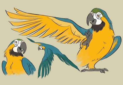 Pet Bird Drawing, Parrot Drawing Reference, Parrot Aarakocra, Macaw Parrot Drawing, Macaw Drawing, Parrot Vector, Cartoon Parrot, Parrot Illustration, Parrot Cartoon