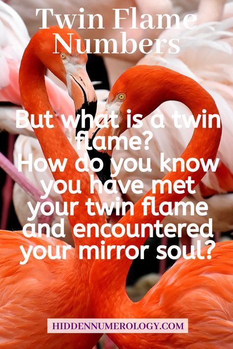 555 Twin Flame Meaning 444 Twin Flame Meaning 333 Twin Flame Meaning 222 Twin Flame Meaning #twinflamenumbers #twinflame #555twinflame #444twinflame #333twinflame #222twinflame 444 Meaning Twin Flames, 555 Twin Flame Meaning, 333 Twin Flame Meaning, 444 Twin Flame, 222 Twin Flame, Twin Flame Meaning, Mirror Soul, 333 Meaning, 444 Meaning