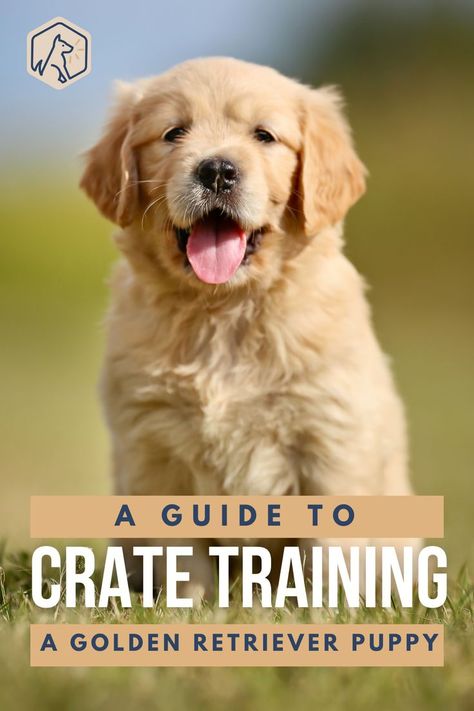 Potty Training Golden Retriever, How To Take Care Of Golden Retriever, Preparing For Golden Retriever Puppy, Getting A Golden Retriever Puppy, Golden Retriever Training Tips, How To Train A Golden Retriever Puppy, Golden Retriever Essentials, Training Golden Retriever Puppy, Golden Retriever Must Haves