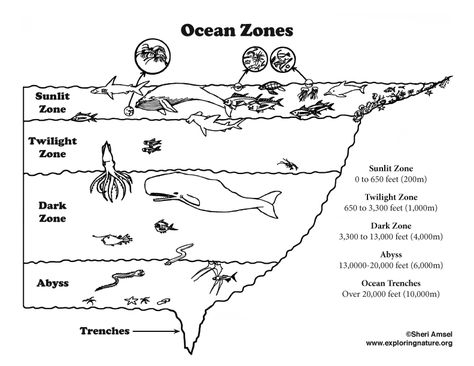 Ocean Layers (Elementary Level) – Coloring Nature Ocean Layers, Ocean Lesson Plans, Layers Of The Ocean, Ocean Zones, Ocean Theme Preschool, Science Earth, Ocean Unit, Ocean Activities, Biology Notes