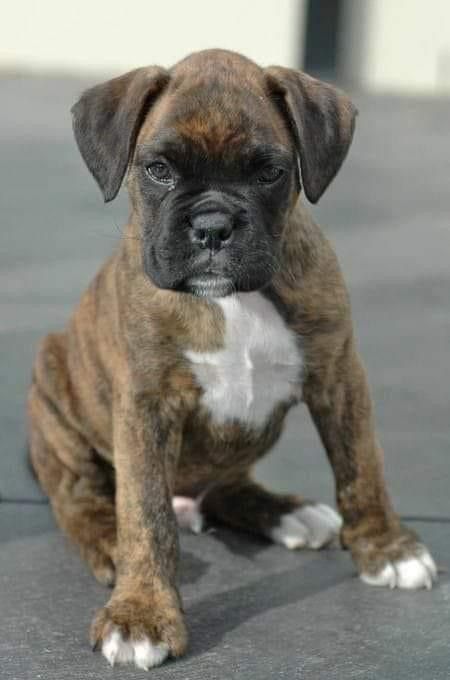 Boxer Dogs Brindle, Boxer Dog Puppy, Brindle Boxer, Cesar Millan, Boxer (dog), Boxer Puppy, Boxer Puppies, The Boxer, Sweet Dogs