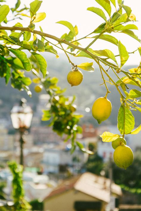 Yellow lemon tree Lemon Tree Photography, Lemon Tree Aesthetic, Lemon Water Aesthetic, Juicing Recipes For Health, Freeze Lemons, Aesthetic Lemon, Lemon Drinks, Lemon Cleanse, Lemon Pictures