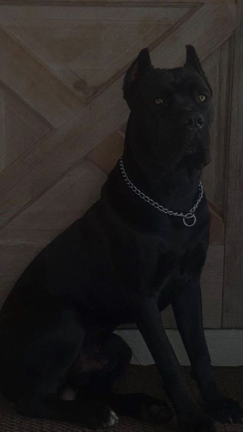 Came Corso Aesthetic, Black Cane Corso Aesthetic, Can Corso Dogs, Big Dogs Aesthetic, Big Dog Aesthetic, Can Corso, Cane Corso Aesthetic, Black Cane Corso, Big Dogs Breeds