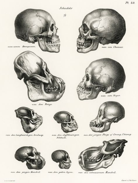 Human Monkey and Ape skulls from Volledige Natuurlijke Historie der Zoogdieren(1845) by schinz de Visser. Digitally enhanced from our own original plate. | free image by rawpixel.com Skull Wall Art, Packing Slip, Science Illustration, Skulls Drawing, Skull Illustration, Antique Illustration, Vintage Skull, Illustration Wall Art, Illustration Vintage