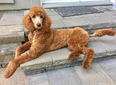 Summer Poodle Cuts, Standard Poodle Summer Cut, Colorful Poodles, Poodle Summer Cut, Short Poodle Haircut, Standard Poodle Haircut Styles, Standard Poodle Cuts, Apricot Standard Poodle, Standard Poodle Haircuts