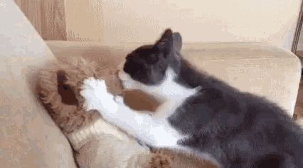 Cat Bear GIF - Cat Bear Kiss - Discover & Share GIFs Kiss Animated, Animals Kissing, Bear Gif, Kiss Gif, Cute Banners, Love Cat, Banner Gif, Kitten Love, Humor Memes