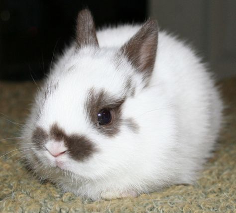 Polish Rabbits for Sale Polish Bunny, Polish Rabbit, Bunnies For Sale, Rabbits For Sale, Bangor Maine, Dream Pet, Bunny Stuff, Rabbit Breeds, Indoor Rabbit