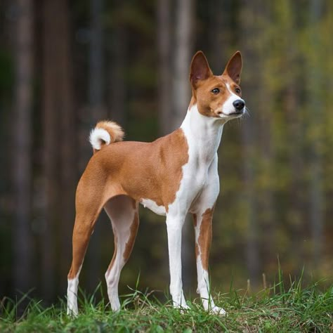 Quiet Dog Breeds, Ancient Dogs, Dog Breeds That Dont Shed, Top 10 Dog Breeds, Ancient Dog Breeds, Basenji Dogs, Dog Breeds Medium, Bulldog Francese, Hypoallergenic Dogs