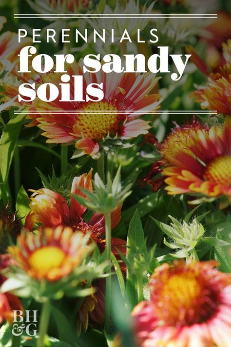 Sandy soil is high in sand content and doesn't hold nutrients or water well. It's also more lightweight and fine than other types of soil. If you have sandy soil, you don't need to be limited to desert plants alone. #gardening #gardenideas #perennialtips #perennialflowers #perennialgarden #bhg Flowers That Like Sandy Soil, Landscape Ideas For Sandy Soil, Sand Flower Bed, Sandy Soil Plants Perennials, Beach Gardens Ideas, How To Amend Sandy Soil, Perennials For Sandy Soil, Sandy Garden Ideas, Sandy Yard Landscaping