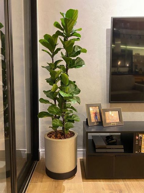 Plants Next To Tv Living Rooms, Plants Next To Tv, House Plants Decor Living Room Interior Design, Plant Decor Indoor Living Rooms, Indoor Plants Decor Living Room Ideas, Apartment Plants Aesthetic, Fake Plants Decor Living Rooms, Vaso Aesthetic, Indoor Plants Decor Living Room