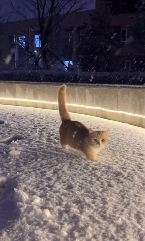 Winter Snow Aesthetic, Cat In The Snow, Cats Tabby, Cat Winter, Snow Aesthetic, Ginger Cat, Tabby Cat, Winter Snow, The Snow