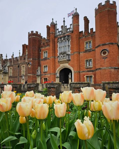 [10 photos]🌸 🌷 🦌🚗 🛥️ Spring strolls📍around Hampton Court & Bushy Park, including Hampton Court Palace and @five_at_the_bridge café) ▶️ Follow @withinlondon ❤ Like | 👤 Tag friends | 💬 Comment 📸 Ina/WithinLondon 🌍 Visit 👉 www.withinlondon.com 👈 #londonlive #londonexplorer #londonsbest #londonguru #ilovelondon #londondiaries #bestcities #ldn4all #londongram #londonphotography #thingstodoinlondon #londonbylondoners #londongram #mydarlinglondon #mylondon #london #letsdolondon #londononly #london... Hampton Court Palace, London Christmas, London Photography, Things To Do In London, Best Cities, Great Britain, Palace, The Hamptons, Castle