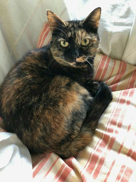 Tortoiseshell Cat Personality, Tortoiseshell Cats, Tortoiseshell Cat, Cats Art Drawing, Kitten Images, Tortoise Cat, Cute Cat Memes, Calico Cats, Tortoise Shell Cat