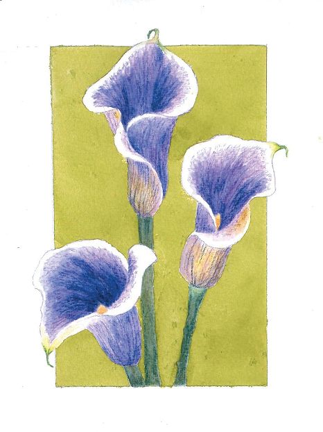 Calla lilies, done with derwent inktense pencils with watercolors. Flower Art Pencil, Derwent Drawing Pencils, Calla Lily Drawing, Derwent Inktense Pencils, Oil Pastel Crayons, Lilies Drawing, Inktense Pencils, Derwent Inktense, Flower Painting Canvas