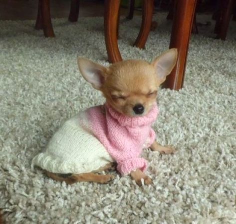 This Sleepy Little Princess Psy Chihuahua, Baby Chihuahua, Clean Memes, Teacup Chihuahua, Cute Chihuahua, Chihuahua Love, Funny Dog Pictures, Chihuahua Dog, Chihuahua Puppies