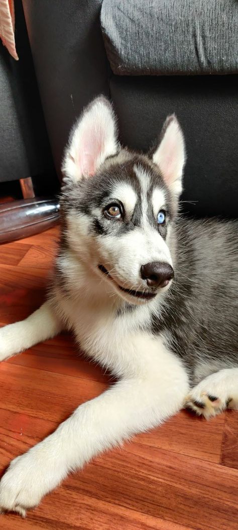 Husky With Two Different Eyes, Blue Eyed Husky Puppy, Two Colored Eyes, Husky Eyes, Husky With Blue Eyes, Cute Husky Puppies, Different Colored Eyes, Cute Husky, Living In La