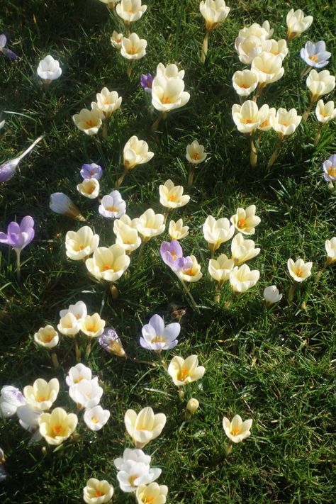 Crocus Bulbs, Lawn Design, Garden Bugs, Fall Bulbs, Crocus Flower, Wildlife Gardening, Flower Therapy, Spring Bulbs, Spring Aesthetic