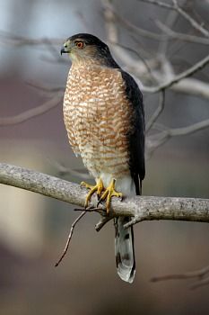 New England Birds of Prey - Hawks, Eagles, Owls, & other raptors Coopers Hawk, Hawk Photos, Flight Feathers, Hawk Bird, Cooper's Hawk, American Animals, Cooper S, The Hunter, Backyard Birds