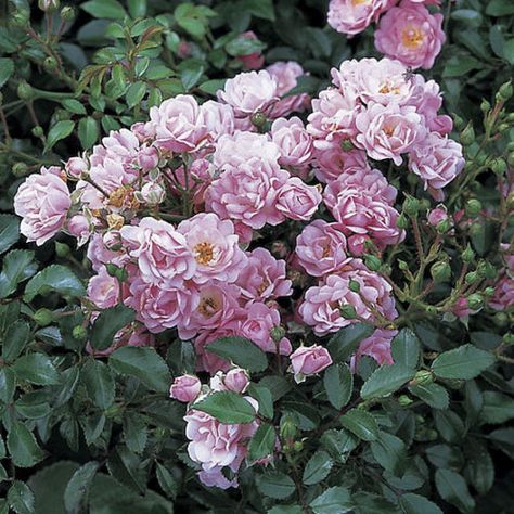 'The Fairy' Polyantha rose - FineGardening Front Driveway, Rose Growing, Fairy Rose, Roses In The Garden, Peonies And Roses, Rose Fairy, Zone 10, Bloom Where Youre Planted, Climbing Rose