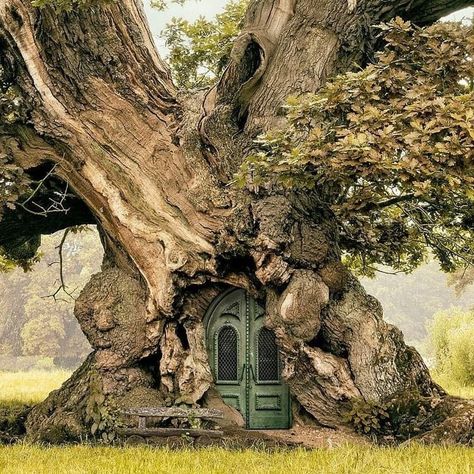 Weird Trees, Old Tree, Old Trees, Green Door, Unique Trees, Fantasy Places, Fairy Houses, Magical Places, Nature Aesthetic