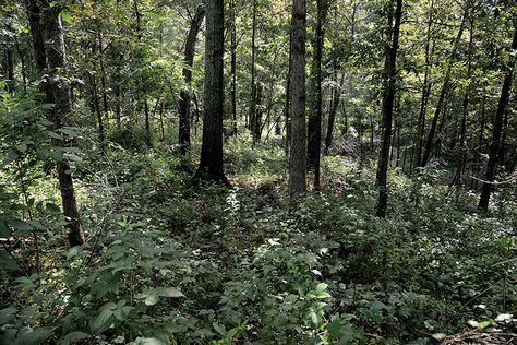 Deer Habitat in a Squirt Bottle part 1: Add Great Deer Habitat by Subtracting | NDA Deer Resistance Landscaping, Keeping Deer Out Of Garden, How To Keep Deer From Eating Plants, Certified Wildlife Habitat Yards, Deer Habitat, Plants Deer Wont Eat, Wildlife Management, Whitetail Deer Hunting, Red Maple