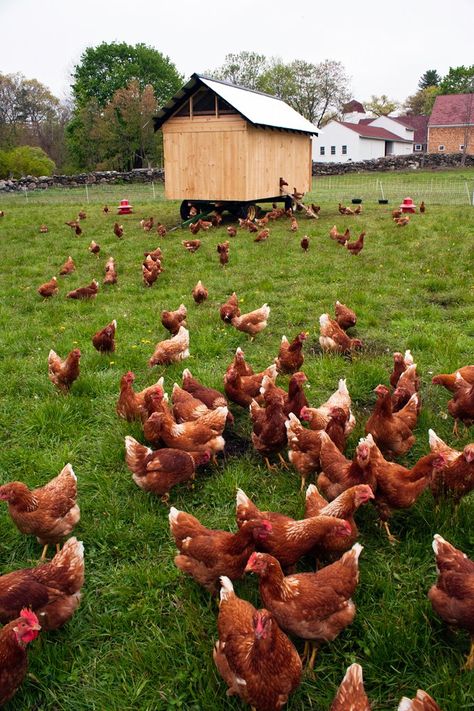 Why Pasture Raised Chicken Eggs? - Sustainable Dish Road Island Red Chickens, Road Island, Rhode Island Red Hen, Rhode Island Red Chickens, Laying Chickens Breeds, Laying Chickens, Best Egg Laying Chickens, Egg Laying Chickens, Red Chicken