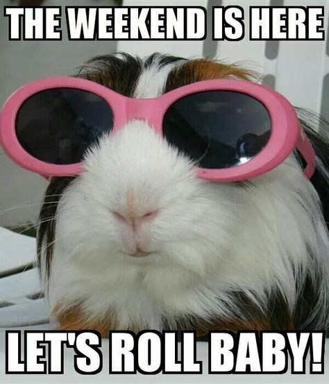 The Weekend Is Here, Let's Roll Baby! Saturday Memes, Saturday Pictures, Saturday Humor, Saturday Quotes, Morning Memes, Happy Weekend Quotes, Friday Quotes Funny, Weekend Quotes, Weekend Humor