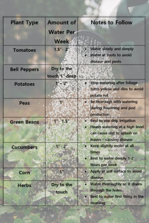 How Much to Water Your Vegetable Garden // Vegetable Garden Watering Ideas Watering Vegetable Garden, Low Water Vegetable Garden, Watering Garden, How Often To Water Vegetable Garden, Watering Schedule For Garden, When To Water Vegetable Garden, How Much To Water Vegetable Garden, Plants Watering Schedule, Plant Watering Schedule