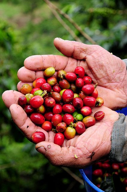 Coffee, Colombia. Permaculture Farm, Coffee Process, Coffee Review, Colombian Coffee, Coffee World, Coffee Farm, Environmental Sustainability, Roasted Coffee Beans, Nutrition Education