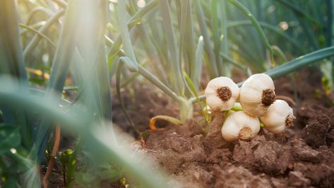 What to plant in November — get your garden ready for spring By Katie Mortram #garden #gardens #spring #gardening #iloveplants Snake Repellant Plants, Snake Repellant, Herbs For Chickens, Garlic Farm, Simple Greenhouse, Garden Watering System, Planting Garlic, Aquaponic Gardening, Growing Garlic