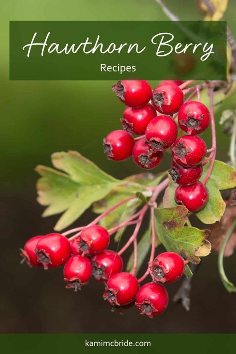 Red Foods, Herbal Kitchen, Hawthorn Berries, Benefits Of Berries, Berry Recipes, Hawthorn Berry, Medical Herbs, Mountain Rose Herbs, Dried Berries