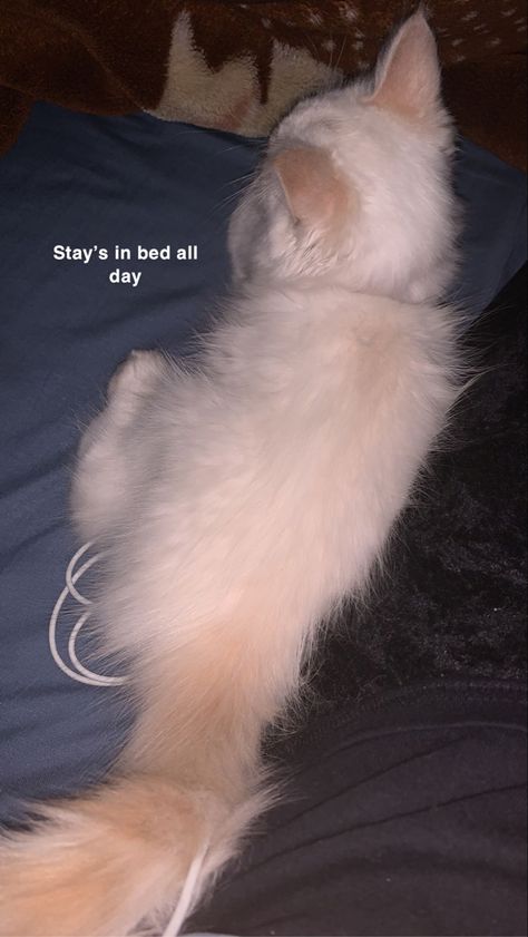 Cat Snap Ideas, Cat Snap, Snap Cat, Study Snaps, Study Snaps Ideas, Best Birthday Wishes Quotes, Streak Ideas, Dressing Room Decor, Small Kittens