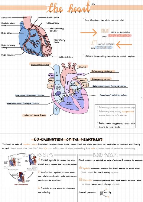 Heart Anatomy Notes Aesthetic, Anatomy Journal Aesthetic, Nursing Notes Aesthetic Ipad, Goodnotes Nursing School, Nursing School Notes Aesthetic, Human Heart Notes Class 10, Vet Nurse Study Notes, Emt Notes Aesthetic, Cardiologist Study Notes