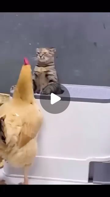 Cat cheese🧀 on Instagram: "#funny #funnyvideos #catfunny #cats #cat #catfun #catlovers #catholic" Cat And Dog Videos, Animal Humour, Image Chat, Cute Kitten Gif, Bad Cats, Kitten Pictures, Funny Cats And Dogs, Cute Cat Gif, Kittens Funny