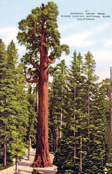 Red Wood Tree, Tree Removal Cost, Cathedral Grove, Trees Pictures, Red Woods, General Grant, Giant Sequoia Trees, Amazing Trees, Big Trees