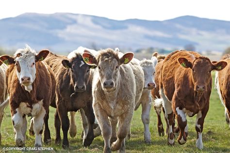 Small group of commercial / beef cattle in field in Perthshire, Scotland Cow Photography, Wallpapers Anime, Cow Pictures, Beef Cattle, Cattle Farming, Photographer Advertising, Sustainable Farming, Carne Asada, Anime Wallpapers