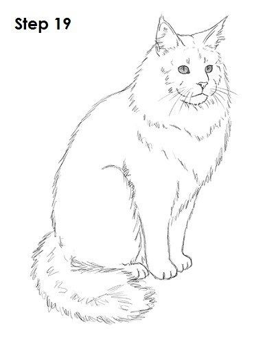 Step 19 Maine Coone Cat Drawing, Cat Sketch Tutorial, Cat Sketch Realistic, Sketch Realistic, Silhouette Chat, Sketch Cat, Sketch Tutorial, Draw A Cat, Cat Sketch