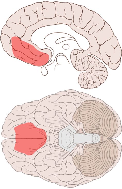 Brain scans reveal why it is so difficult to recover from OCD – and hint at ways forward Ocd Brain, Nervous System Anatomy, Brain Scans, Brain Images, Chemical Imbalance, Brain Facts, Brain Scan, Learn Something New Everyday, The Human Brain