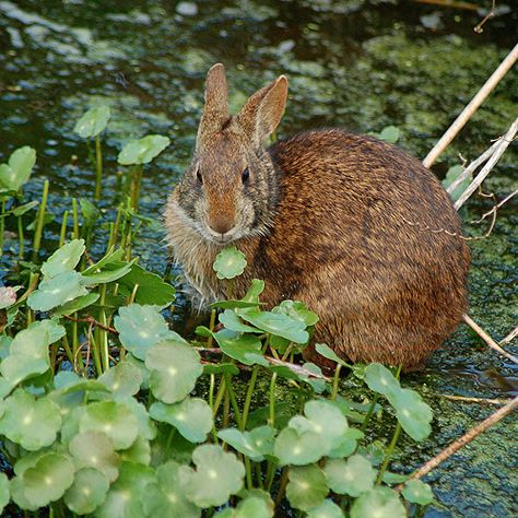 Lower Keys Marsh Rabbit (Sylvilagus palustris hefneri) Swamp Elf, Marsh Rabbit, Elf Oc, Japan Rabbit Island, Colony Rabbits, Swamp Rabbit, Rabbit Island, Reginald Marsh Paintings, Louisiana Swamp