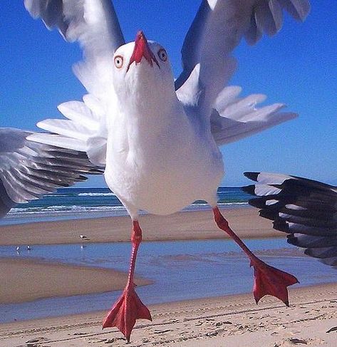 Animals Tattoo, Coastal Birds, Magical Nature, Nature Tour, Australian Birds, Funny Birds, Silly Animals, Sea Birds, Weird Animals