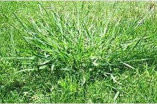 How to Fix a Lawn That Is Overrun with Weeds and Crabgrass | eHow Crabgrass Removal, Planting Ginger Root, Planting Ginger, Reseeding Lawn, Lawn Ideas, Lawn Care Business, Weeds In Lawn, Aerate Lawn, Diy Lawn