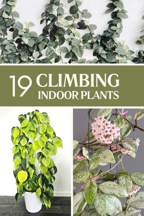 Climbing indoor plants showcased with lush green leaves and a flowering vine. Plants Climbing On Wall, Climbing House Plants Indoor, Vine Plants Indoor, Indoor Vine Plants, Indoor Climbing Plants, Wall Climbing Plants, Indoor Vines, Indoor Ferns, Indoor Climbing Wall