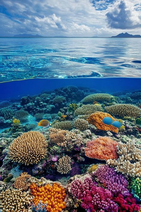 Dive into the Great Barrier Reef in Australia🌊 Summer is a great time to explore the Great Barrier Reef. Enjoy snorkeling and diving to see vibrant coral reefs and marine life. 🌿🐠 #GreatBarrierReef #SummerTravel #Australia #MarineLife Great Reef Barrier, Coral Reef Photography Underwater, Coral Reef Ecology, Great Barrier Reef Australia Aesthetic, Ocean Sea Life, Australia Great Barrier Reef, Coral Reef Photography Ocean Life, Great Barrier Reef Aesthetic, Coral Reef Aesthetic