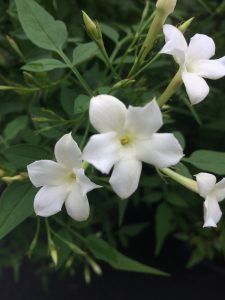 Jasminum officinale 'Grandiflorum' - Xera Plants Jasminum Officinale, Summer Plant, Scented Flowers, Climbing Hydrangea, Jasmine Plant, Jasmine Oil, Star Jasmine, Summer Plants, Parts Of A Plant