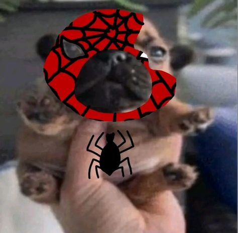 Pug, Spiderman