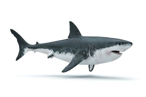 Photo 3d render of a big white shark | Premium Photo #Freepik #photo #shark-teeth #shark-fin #shark #whale-shark Grate White Shark, Shark Images, Shark Whale, Shark Photos, Big Shark, Vis Dev, Shark Fin, White Sharks, Whale Shark