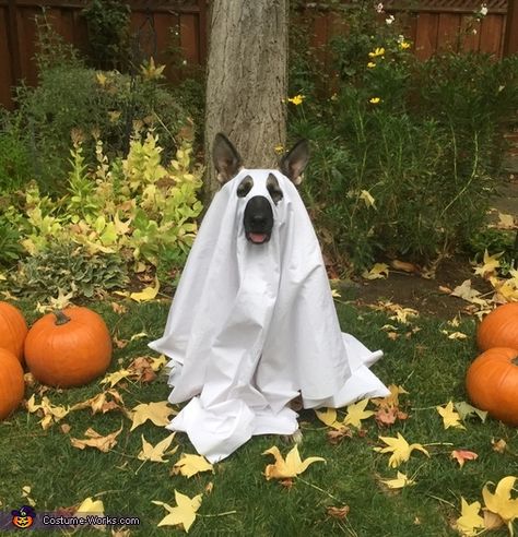 Lala the Friendly Ghost - 2016 Halloween Costume Contest via @costume_works Diy Ghost Costume For Dog, Dog Ghost Photoshoot, Dog Costume Diy, Dog Ghost Costume, Animal Circus, Dog Ghost, Ghost Photo, Halloween Shoot, Adopted Dog