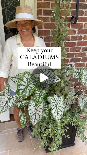 Carmen Johnston Gardens on Instagram: "This is the secret!!!!! For beautiful caladiums 💚" Caladium Plants, Caladium House Plant, Caladium Garden, Moonlight Caladiums, Caladium Thai Beauty, Caladium Carolyn Whorton, Caladium Pink Symphony, Large Flower Pots, Garden Of Eden