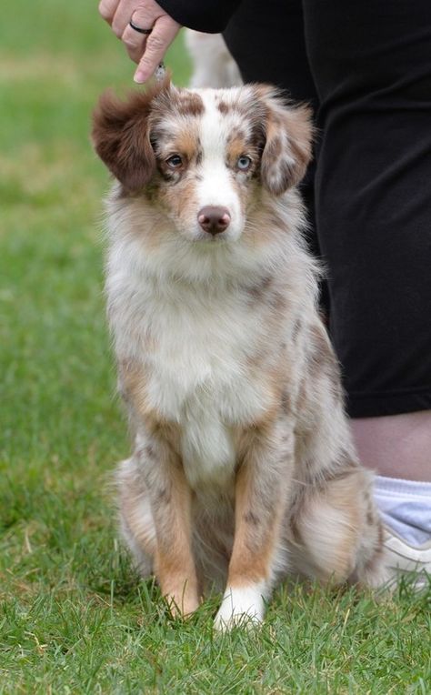 Mini American Shepherd, Australian Shepherd Miniature, German Shepherd Mixed With Australian Shepherd, Shepherd Mix Puppies, American Shepherd Miniature, Miniature Shetland Sheepdog, Miniature American Shepherd, American Shepherd, Akc Breeds